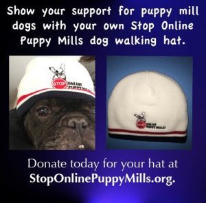 Donate Hat