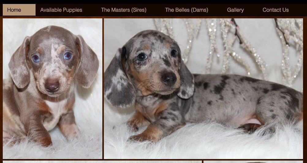 Tennessee puppy mill breeder selling puppies on PuppyFind.com