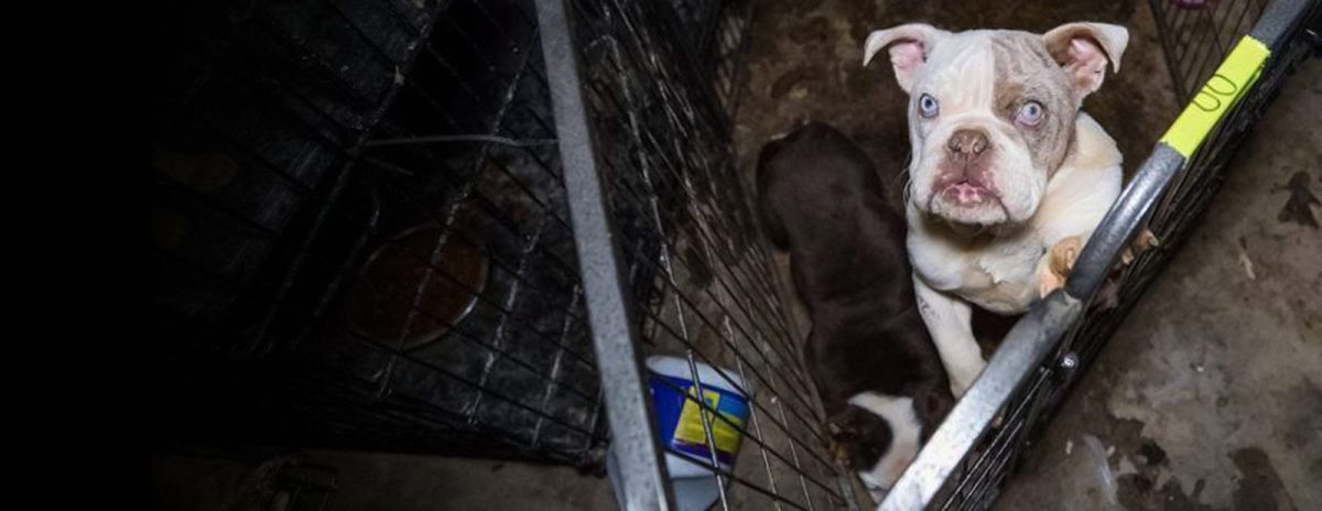 Dog breeder, puppy mill